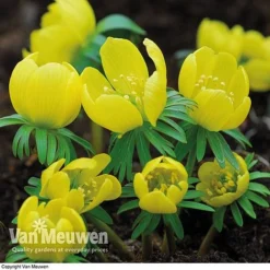 Spring Bulbs In The Green Collection -US Garden Supplies Sales 2024 GREE V59885P C