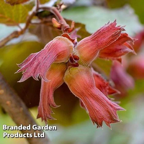Hazelnut 'Red Cracker' 2 Hazelnut 'Red Cracker' - Image 2