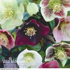 Hellebore X Hybridus 'Mixed' (Lenten Rose) -US Garden Supplies Sales 2024 HELL 61223 B1