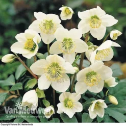 Hellebore 'Christmas Rose' 7 Hellebore 'Christmas Rose' -US Garden Supplies Sales 2024 HELL 68165 B