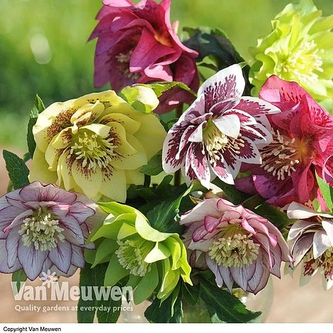 Hellebore 'Breeder's Mix' 1 Hellebore 'Breeder's Mix'