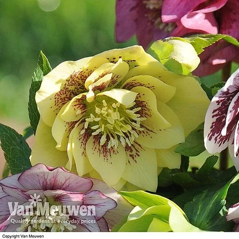 Hellebore 'Breeder's Mix' 3 Hellebore 'Breeder's Mix' - Image 3