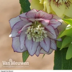 Hellebore 'Breeder's Mix' 8 Hellebore 'Breeder's Mix' -US Garden Supplies Sales 2024 HELL V78559 D