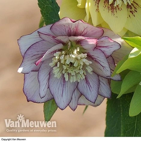 Hellebore 'Breeder's Mix' 4 Hellebore 'Breeder's Mix' - Image 4