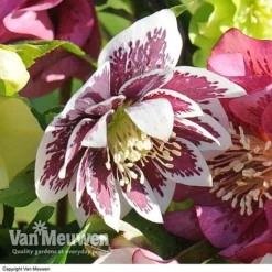 Hellebore 'Breeder's Mix' 9 Hellebore 'Breeder's Mix' -US Garden Supplies Sales 2024 HELL V78559 E