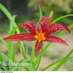 Daylily 'Crimson Pirate' -US Garden Supplies Sales 2024 HEME V59612 C