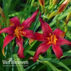 Daylily 'Crimson Pirate' -US Garden Supplies Sales 2024 HEME V59612 D