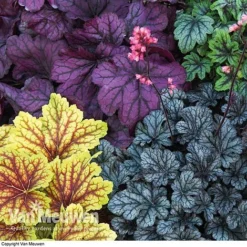 Heuchera 'Mosaic' -US Garden Supplies Sales 2024 HEUC V58448 F