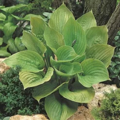 Hosta 'Sum And Substance'