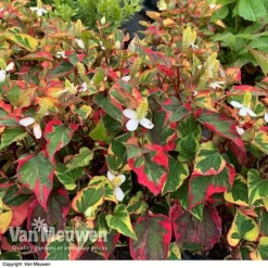 Houttuynia Cordata 'Chameleon' -US Garden Supplies Sales 2024 HOUT V59309 D