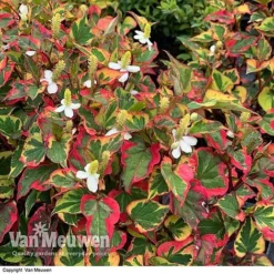 Houttuynia Cordata 'Chameleon' -US Garden Supplies Sales 2024 HOUT V59309 E
