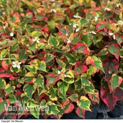 Houttuynia Cordata 'Chameleon' -US Garden Supplies Sales 2024 HOUT V59309 F