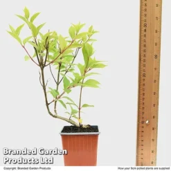 Hydrangea Paniculata 'Magical Moonlight' -US Garden Supplies Sales 2024 HYDR MAGICM9CM T49364