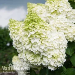 Hydrangea Paniculata 'Magical Moonlight' -US Garden Supplies Sales 2024 Hyd MagicalMoon VM 2