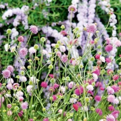 Knautia Macedonica 'Melton Pastels' 6 Knautia Macedonica 'Melton Pastels' -US Garden Supplies Sales 2024 KNAU MELTONPAS U49880 NOW1