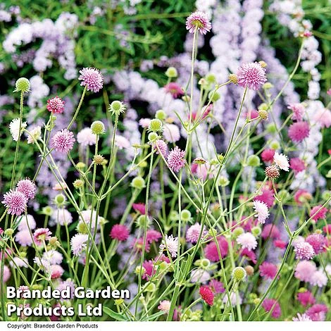 Knautia Macedonica 'Melton Pastels' 2 Knautia Macedonica 'Melton Pastels' - Image 2