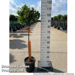 Bay Tree Standard 10 Bay Tree Standard -US Garden Supplies Sales 2024 LAUR NOBILISTD S52050