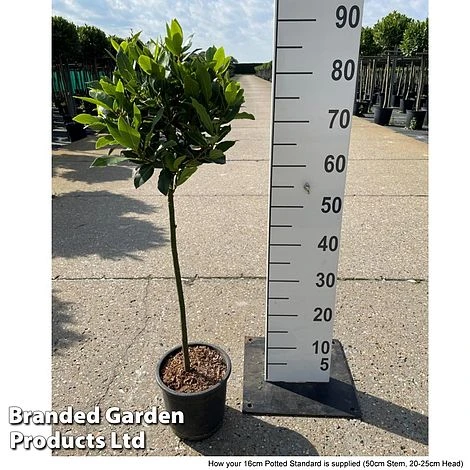 Bay Tree Standard 4 Bay Tree Standard - Image 4