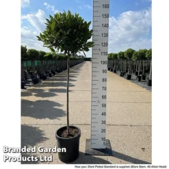 Bay Tree Standard 12 Bay Tree Standard -US Garden Supplies Sales 2024 LAUR NOBILISTD S52052