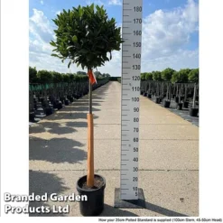 Bay Tree Standard 13 Bay Tree Standard -US Garden Supplies Sales 2024 LAUR NOBILISTD S52053