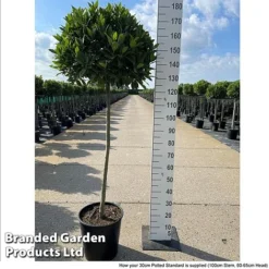 Bay Tree Standard 14 Bay Tree Standard -US Garden Supplies Sales 2024 LAUR NOBILISTD S52054