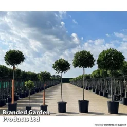 Bay Tree Standard 15 Bay Tree Standard -US Garden Supplies Sales 2024 LAUR NOBILISTD S52055