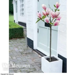 Magnolia 'Red Lucky' -US Garden Supplies Sales 2024 MAGN 62569 B