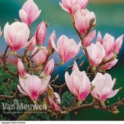 Magnolia 'Red Lucky' -US Garden Supplies Sales 2024 MAGN V11821 A