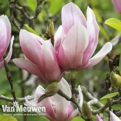 Magnolia 'Red Lucky' -US Garden Supplies Sales 2024 MAGN V11821 E