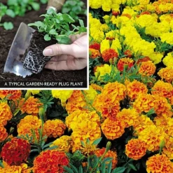 Marigold F1 'Zenith Mixed' -US Garden Supplies Sales 2024 MARI V52661 A h