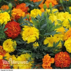 Marigold F1 'Zenith Mixed' -US Garden Supplies Sales 2024 MARI V52661 B