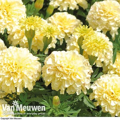Marigold 'French Vanilla' (Garden Ready) 1 Marigold 'French Vanilla' (Garden Ready)