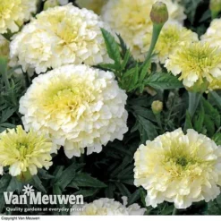 Marigold 'French Vanilla' (Garden Ready) 8 Marigold 'French Vanilla' (Garden Ready) -US Garden Supplies Sales 2024 MARI V58417 C