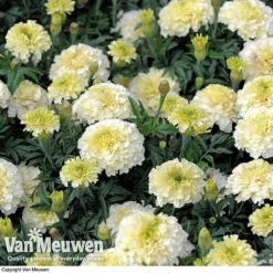 Marigold 'French Vanilla' (Garden Ready) 9 Marigold 'French Vanilla' (Garden Ready) -US Garden Supplies Sales 2024 MARI V58417 D