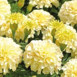 Marigold 'French Vanilla' (Garden Ready) 11 Marigold 'French Vanilla' (Garden Ready) -US Garden Supplies Sales 2024 MARI V58417 NOW1