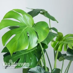 Monstera Deliciosa (House Plant) 12 Monstera Deliciosa (House Plant) -US Garden Supplies Sales 2024 MONS VKA2925 B