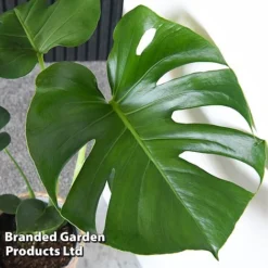 Monstera Deliciosa (House Plant) 15 Monstera Deliciosa (House Plant) -US Garden Supplies Sales 2024 MONS DELICIOSA T43812
