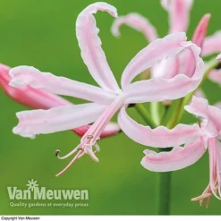 Nerine Bowdenii 'Stefani' 3 Nerine Bowdenii 'Stefani' -US Garden Supplies Sales 2024 NERI V60915 B