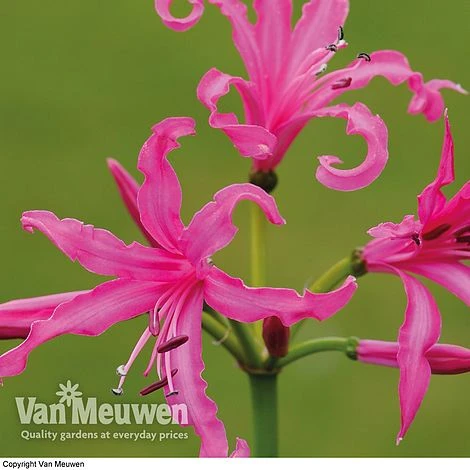 Nerine Bowdenii 'Isabel' 2 Nerine Bowdenii 'Isabel' - Image 2