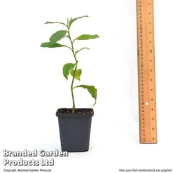 Orange Tree -US Garden Supplies Sales 2024 ORAN TREE9CM T46201