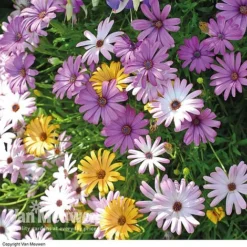 Osteospermum 'Falling Stars'™ -US Garden Supplies Sales 2024 OSTE 69595V A h