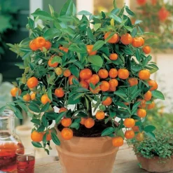 Citrus Tree Collection 11 Citrus Tree Collection -US Garden Supplies Sales 2024 Orange