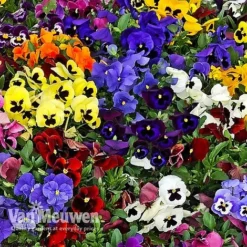 Pansy 'Universal Mixed' F1 Hybrid 8 Pansy 'Universal Mixed' F1 Hybrid -US Garden Supplies Sales 2024 PANS 68090 B