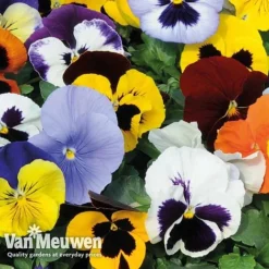 Pansy 'Summertime Mix' (Garden Ready) -US Garden Supplies Sales 2024 PANS T69424 C