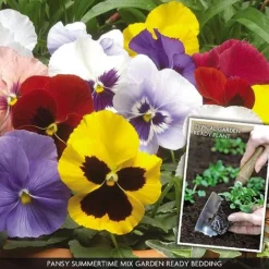 Pansy 'Summertime Mix' (Garden Ready) -US Garden Supplies Sales 2024 PANS V70658 A h