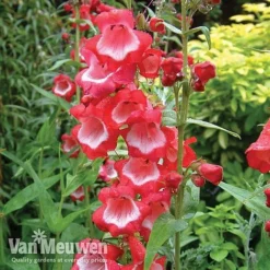 Penstemon 'Ice Cream Collection' -US Garden Supplies Sales 2024 PENS V18183 A1
