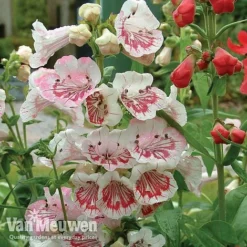 Penstemon 'Ice Cream Collection' -US Garden Supplies Sales 2024 PENS V18184 A1