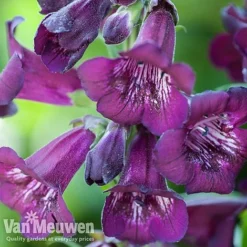 Penstemon 'Ice Cream Collection' -US Garden Supplies Sales 2024 PENS V48835 A1