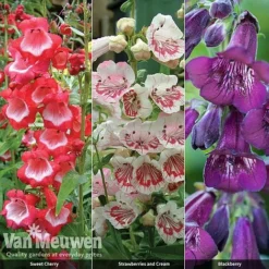 Penstemon 'Ice Cream Collection' -US Garden Supplies Sales 2024 PENS V48836 A