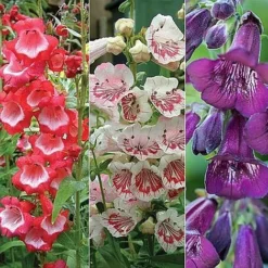 Penstemon 'Ice Cream Collection' -US Garden Supplies Sales 2024 PENS V48836 NOW1
